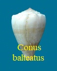 Conus balteatus, Sowerby I 1833 (RKK 19)vir